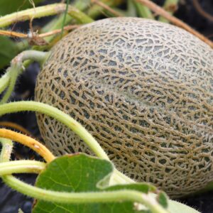 Organic Cantaloupe Seeds (Hales Best Jumbo) - Approx 80 Seeds - USDA Organic, Non-GMO, Open Pollinated, Heirloom, USA Origin