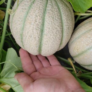 Organic Cantaloupe Seeds (Hales Best Jumbo) - Approx 80 Seeds - USDA Organic, Non-GMO, Open Pollinated, Heirloom, USA Origin