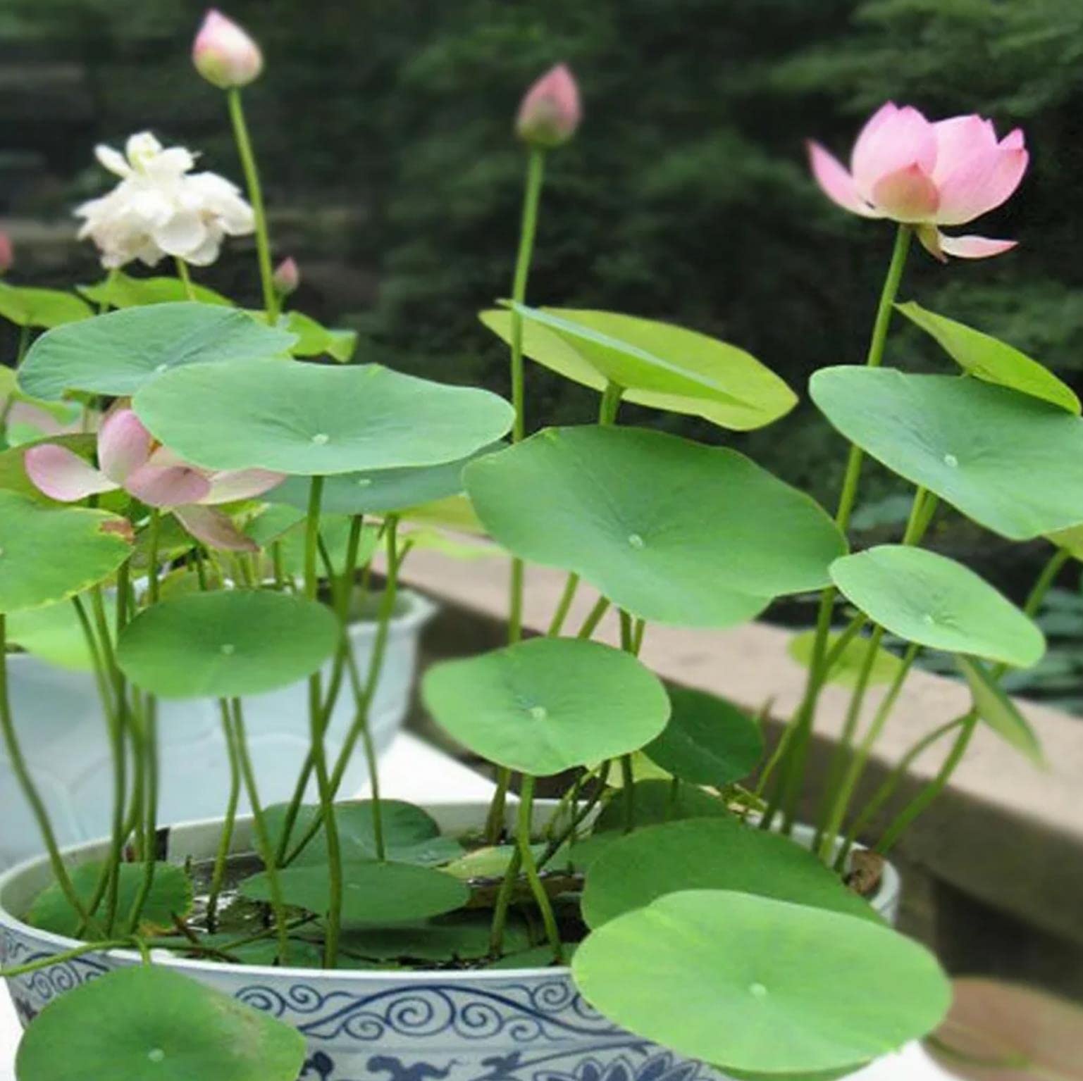 (30 Seeds) Bonsai Lotus Seeds for Planting, Water Lily Flower, Home Garden Plant Seeds, Flowering Aquatic Bonsai Plant