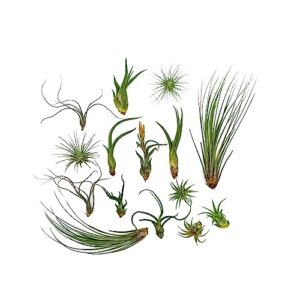 ragnaroc live air plants - tillandsia variety, regular 1-3" - 15ct - live arrival guaranteed, house plants for home decor & gift