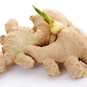 10 Live Sprouted Rhizomes of Heirloom Peruvian Ginger (Zingiber officinale) for Growing and Eating by Greenhouse PCA