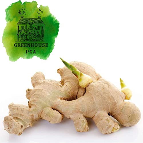 10 Live Sprouted Rhizomes of Heirloom Peruvian Ginger (Zingiber officinale) for Growing and Eating by Greenhouse PCA