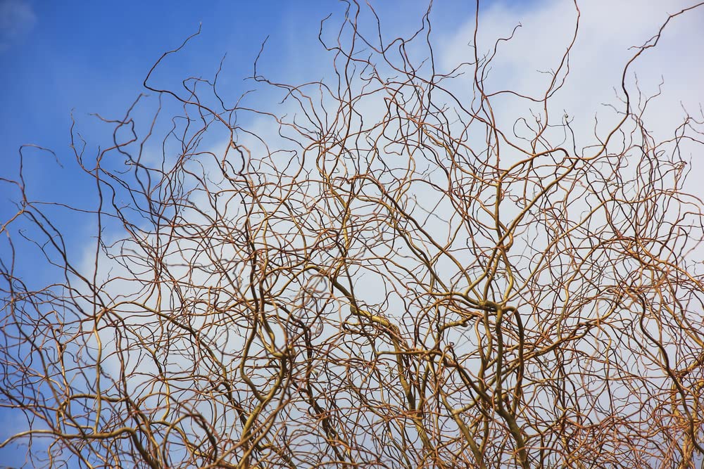 Gold Curly Willow Trees - Fast Growing Attractive Good Luck Trees - East to Grow Landscape, Garden or Yard Trees. (4 Cuttings)