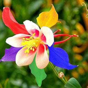 【1000+】columbine seeds mix colored seeds for planting beautiful perennial flowers plants