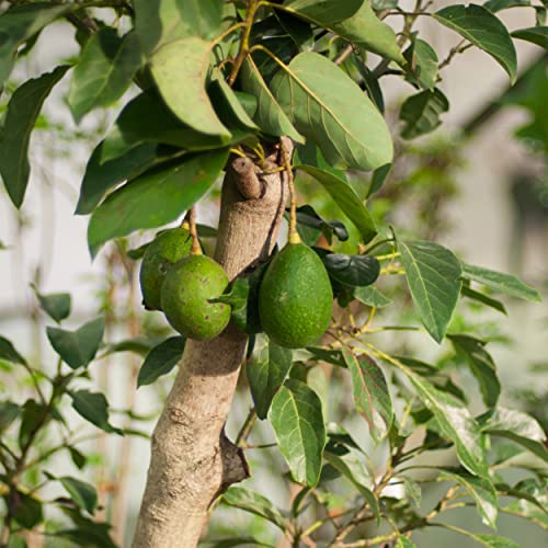 Avocado Tree Potting Soil Mix (12 Quarts), for Germinating, Growing and Repotting Avocado Plants