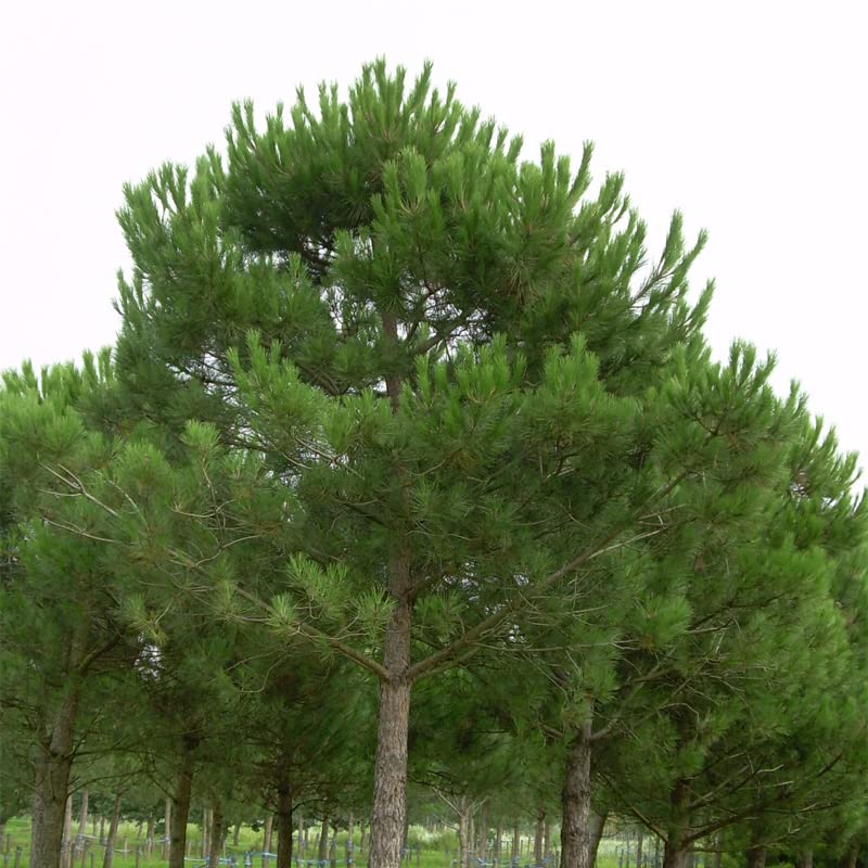 MySeeds.Co Brand - World of Pine Tree Seeds for Bonsai, Hobby, Landscape, EZ-PAC You Choose Color (Italian Stone Pine - 0.25 oz)