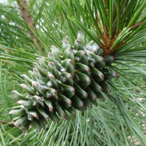 myseeds.co brand - world of pine tree seeds for bonsai, hobby, landscape, ez-pac you choose color (korean pine - 0.5 oz)