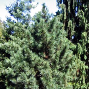 MySeeds.Co Brand - World of Pine Tree Seeds for Bonsai, Hobby, Landscape, EZ-PAC You Choose Color (Korean Pine - 0.5 oz)