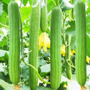for 2024! luffa gourd seeds/loofah gourd seeds for planting vegetables and fruits.non-gmo vegetable seeds for planting home garden-loofah sponge gourd 丝瓜(10 loofah seeds)