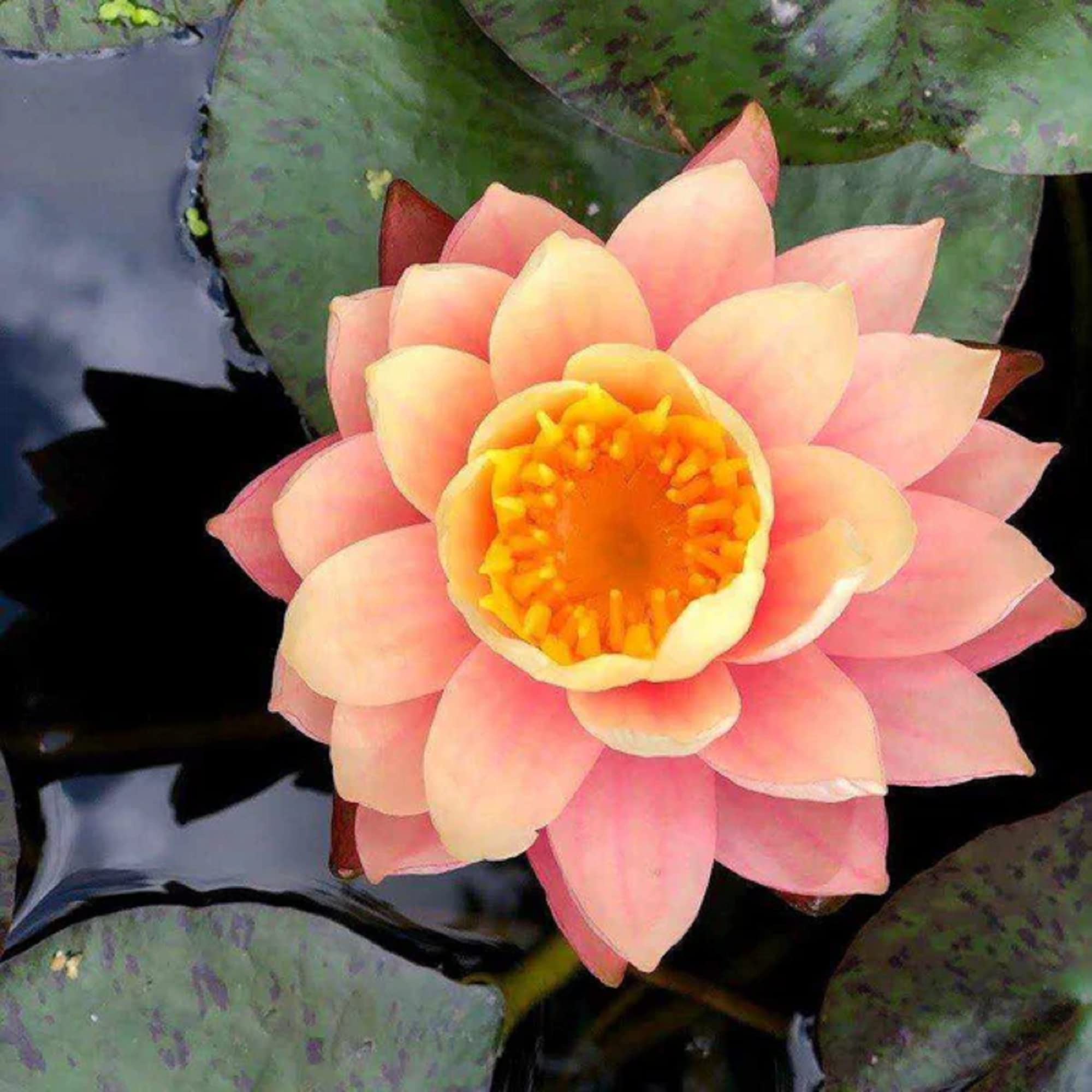 CHUXAY GARDEN Mixed Nymphaeaceae- Water Lilies 10 Seeds Bonsai Multiple Colour Bowl Lotus Seeds Decorative Pond Grows in Just Weeks