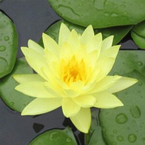 CHUXAY GARDEN Mixed Nymphaeaceae- Water Lilies 10 Seeds Bonsai Multiple Colour Bowl Lotus Seeds Decorative Pond Grows in Just Weeks