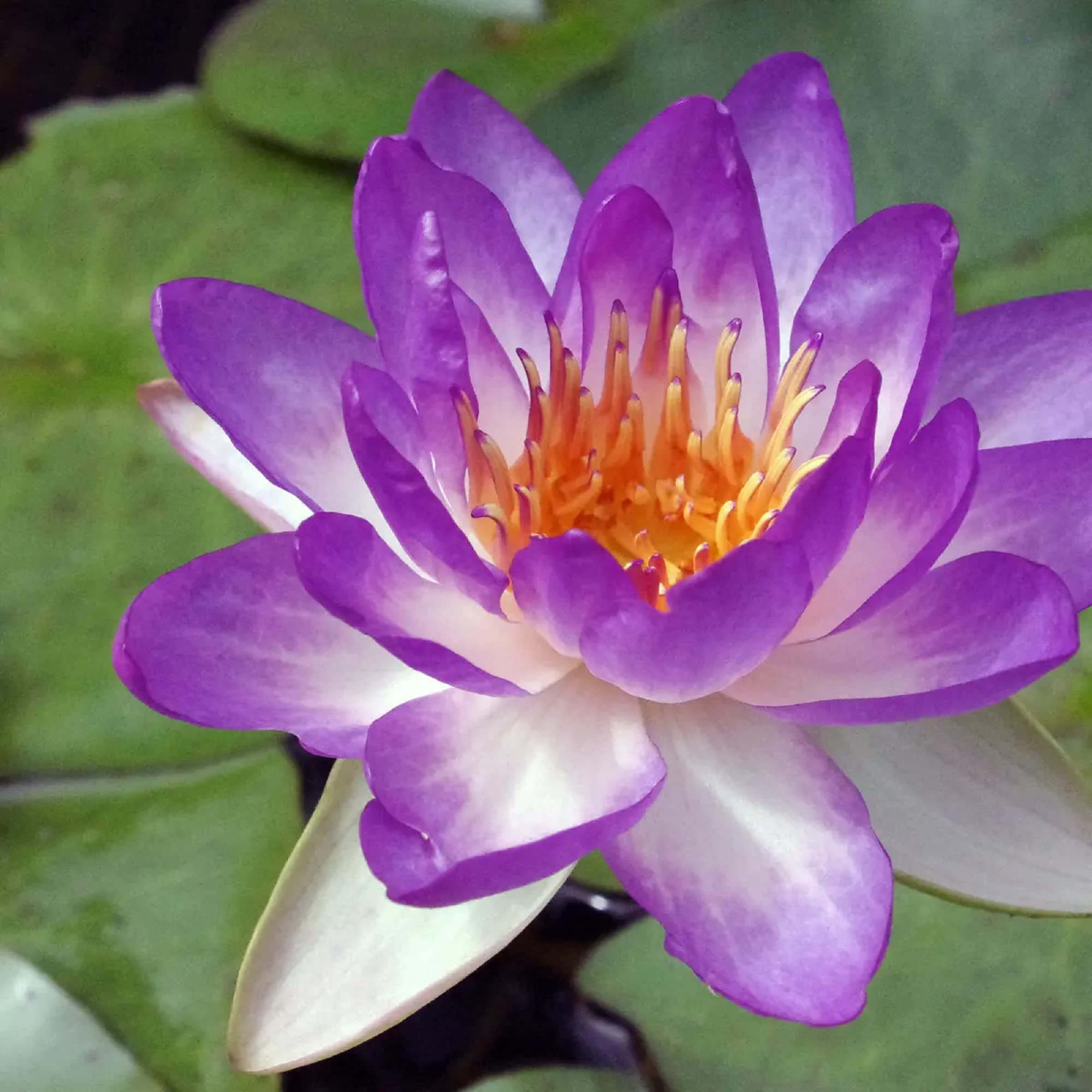 CHUXAY GARDEN Mixed Nymphaeaceae- Water Lilies 10 Seeds Bonsai Multiple Colour Bowl Lotus Seeds Decorative Pond Grows in Just Weeks