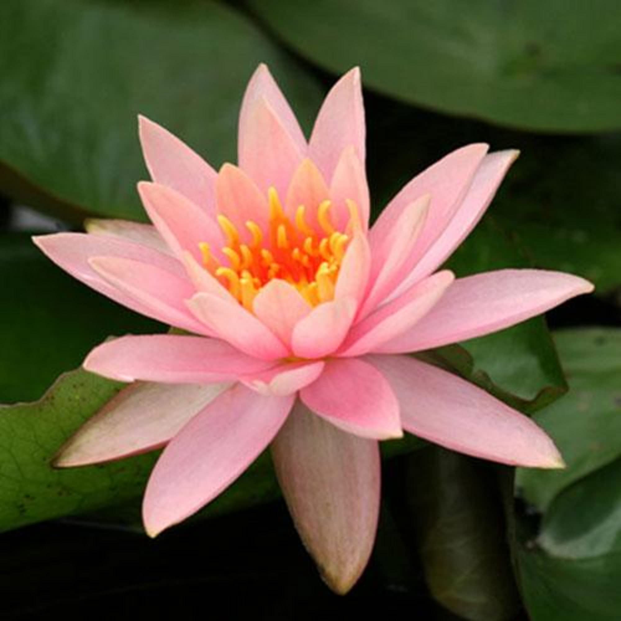 CHUXAY GARDEN Mixed Nymphaeaceae- Water Lilies 10 Seeds Bonsai Multiple Colour Bowl Lotus Seeds Decorative Pond Grows in Just Weeks