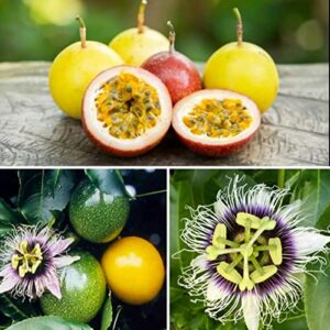 100+ passion fruit seeds