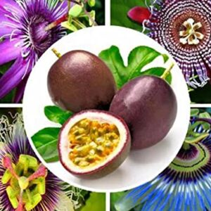 100+ Passion Fruit Seeds