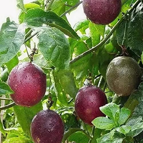 100+ Passion Fruit Seeds