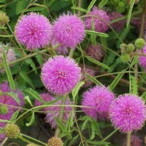 100 Sensitive Plant Seeds Mimosa Pudica - Fun for Kids - Easy to Grow!