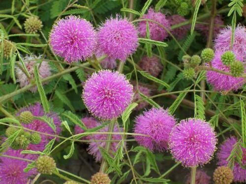 100 Sensitive Plant Seeds Mimosa Pudica - Fun for Kids - Easy to Grow!