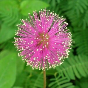 100 Sensitive Plant Seeds Mimosa Pudica - Fun for Kids - Easy to Grow!