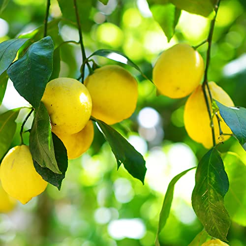 40 Pcs Lemon Seeds for Planting, Heirloom, Non GMO