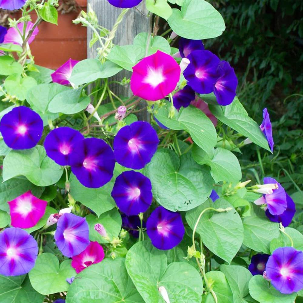 QAUZUY GARDEN Rare Flower Morning Glory Mix Seeds, 50 Seeds, Heirloom Bonsai Big Petunia Beautiful Garden Flowers-Land Miracle Drought-Tolerant Fast-Growing Attract Pollinators