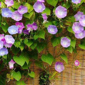 QAUZUY GARDEN Rare Flower Morning Glory Mix Seeds, 50 Seeds, Heirloom Bonsai Big Petunia Beautiful Garden Flowers-Land Miracle Drought-Tolerant Fast-Growing Attract Pollinators