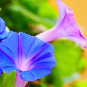 QAUZUY GARDEN Rare Flower Morning Glory Mix Seeds, 50 Seeds, Heirloom Bonsai Big Petunia Beautiful Garden Flowers-Land Miracle Drought-Tolerant Fast-Growing Attract Pollinators