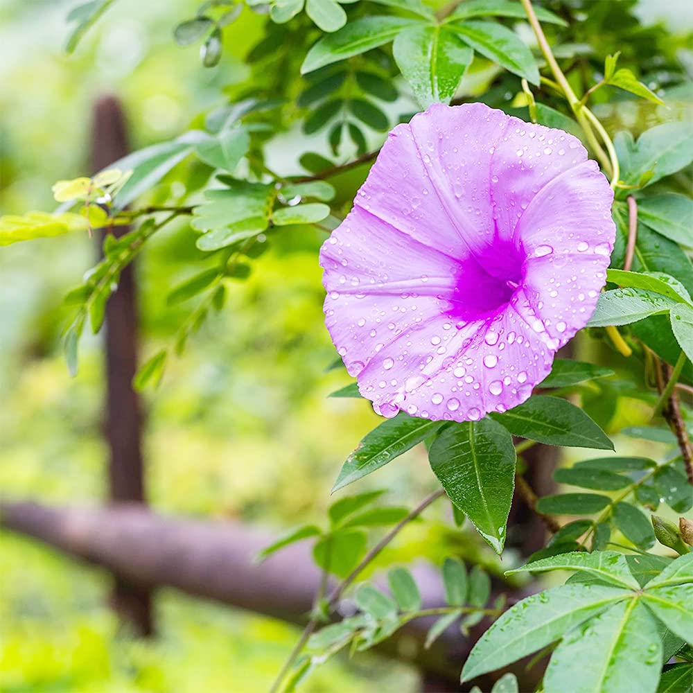 QAUZUY GARDEN Rare Flower Morning Glory Mix Seeds, 50 Seeds, Heirloom Bonsai Big Petunia Beautiful Garden Flowers-Land Miracle Drought-Tolerant Fast-Growing Attract Pollinators