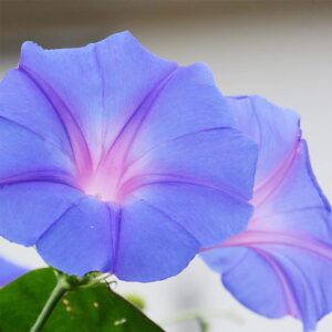 QAUZUY GARDEN Rare Flower Morning Glory Mix Seeds, 50 Seeds, Heirloom Bonsai Big Petunia Beautiful Garden Flowers-Land Miracle Drought-Tolerant Fast-Growing Attract Pollinators