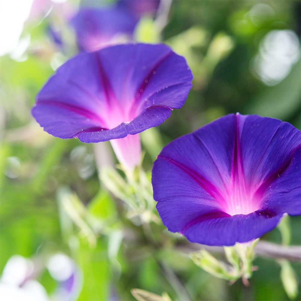 QAUZUY GARDEN Rare Flower Morning Glory Mix Seeds, 50 Seeds, Heirloom Bonsai Big Petunia Beautiful Garden Flowers-Land Miracle Drought-Tolerant Fast-Growing Attract Pollinators