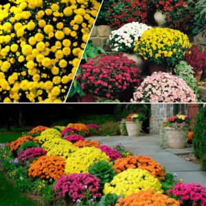 200 mixed color chrysanthemum seeds for planting；ground cover landscape