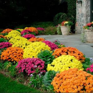 200 Mixed Color Chrysanthemum Seeds for Planting；Ground Cover Landscape