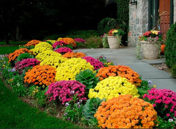 200 Mixed Color Chrysanthemum Seeds for Planting；Ground Cover Landscape