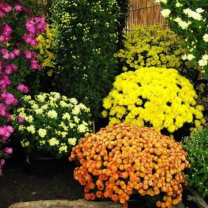 200 Mixed Color Chrysanthemum Seeds for Planting；Ground Cover Landscape