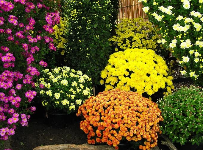 200 Mixed Color Chrysanthemum Seeds for Planting；Ground Cover Landscape