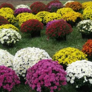 200 Mixed Color Chrysanthemum Seeds for Planting；Ground Cover Landscape