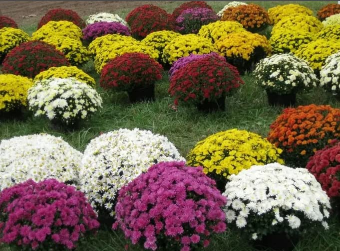 200 Mixed Color Chrysanthemum Seeds for Planting；Ground Cover Landscape