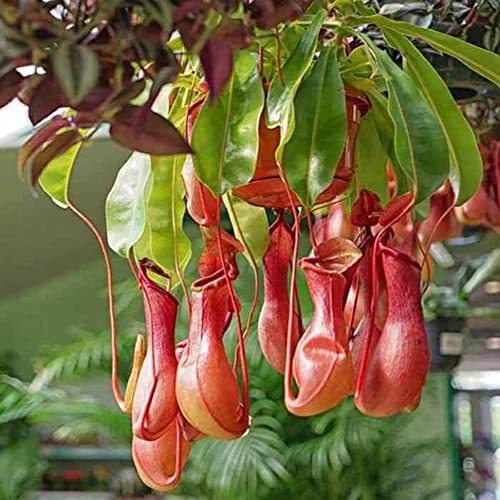 CHUXAY GARDEN Mix Nepenthes-Tropical Pitcher Plants,Monkey Cups,Nepenthaceae 400 Seeds Red Blue Green Potted Bonsai Carnivorous Plants Easy to Grow & Maintain