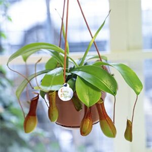 CHUXAY GARDEN Mix Nepenthes-Tropical Pitcher Plants,Monkey Cups,Nepenthaceae 400 Seeds Red Blue Green Potted Bonsai Carnivorous Plants Easy to Grow & Maintain