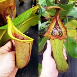 CHUXAY GARDEN Mix Nepenthes-Tropical Pitcher Plants,Monkey Cups,Nepenthaceae 400 Seeds Red Blue Green Potted Bonsai Carnivorous Plants Easy to Grow & Maintain