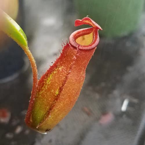 CHUXAY GARDEN Mix Nepenthes-Tropical Pitcher Plants,Monkey Cups,Nepenthaceae 400 Seeds Red Blue Green Potted Bonsai Carnivorous Plants Easy to Grow & Maintain