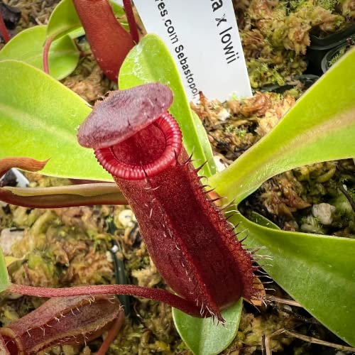 CHUXAY GARDEN Mix Nepenthes-Tropical Pitcher Plants,Monkey Cups,Nepenthaceae 400 Seeds Red Blue Green Potted Bonsai Carnivorous Plants Easy to Grow & Maintain