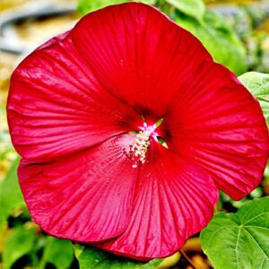 qauzuy garden 10 red swamp hibiscus seeds scarlet rosemallow perennial hardy exotic plant bonsai seeds easy to grow low-maintenance attract pollinators