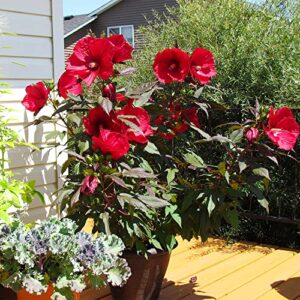 QAUZUY GARDEN 10 Red Swamp Hibiscus Seeds Scarlet Rosemallow Perennial Hardy Exotic Plant Bonsai Seeds Easy to Grow Low-Maintenance Attract Pollinators