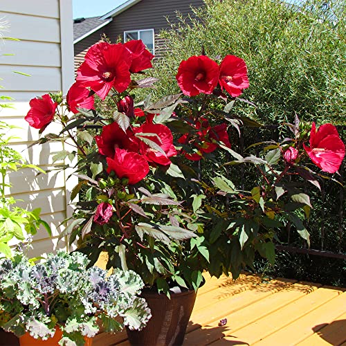 QAUZUY GARDEN 10 Red Swamp Hibiscus Seeds Scarlet Rosemallow Perennial Hardy Exotic Plant Bonsai Seeds Easy to Grow Low-Maintenance Attract Pollinators