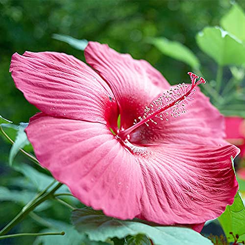 QAUZUY GARDEN 10 Red Swamp Hibiscus Seeds Scarlet Rosemallow Perennial Hardy Exotic Plant Bonsai Seeds Easy to Grow Low-Maintenance Attract Pollinators