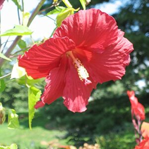 QAUZUY GARDEN 10 Red Swamp Hibiscus Seeds Scarlet Rosemallow Perennial Hardy Exotic Plant Bonsai Seeds Easy to Grow Low-Maintenance Attract Pollinators