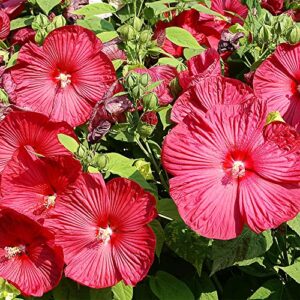 QAUZUY GARDEN 10 Red Swamp Hibiscus Seeds Scarlet Rosemallow Perennial Hardy Exotic Plant Bonsai Seeds Easy to Grow Low-Maintenance Attract Pollinators