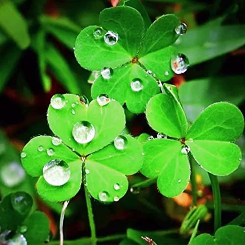 QAUZUY GARDEN 100 Seeds Four Leaf Clover Plant Lucky Glover Seeds Perennial Ornamental Grass for Planting Garden Bonsai Easy to Grow Low-Maintenance