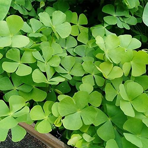 QAUZUY GARDEN 100 Seeds Four Leaf Clover Plant Lucky Glover Seeds Perennial Ornamental Grass for Planting Garden Bonsai Easy to Grow Low-Maintenance